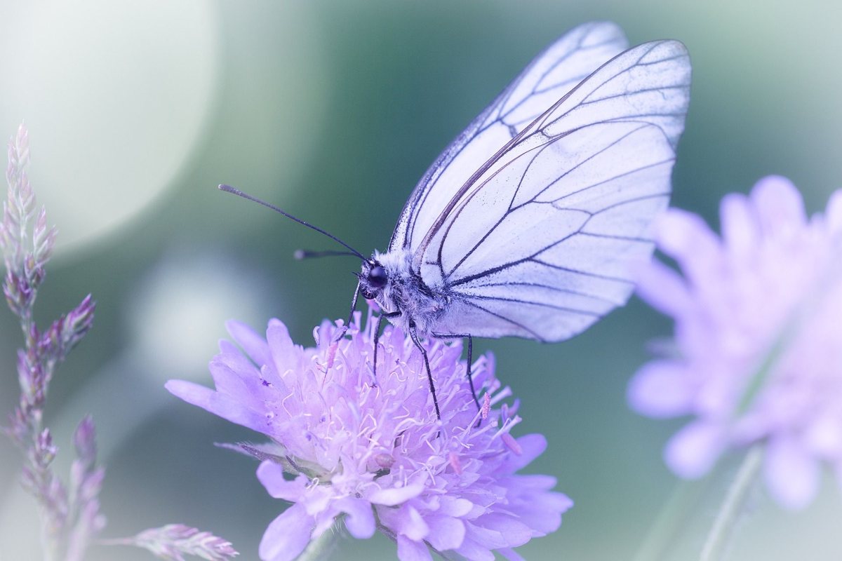 Schmetterling auf Blüten